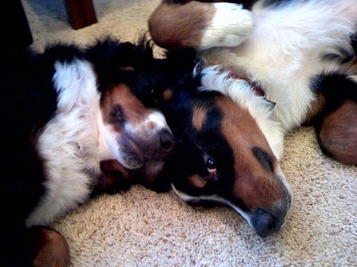 two Bernese Mountain dog puppies head to head.jpg
