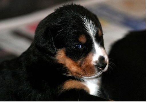 beautiful puppy bernese moutain dog.jpg
