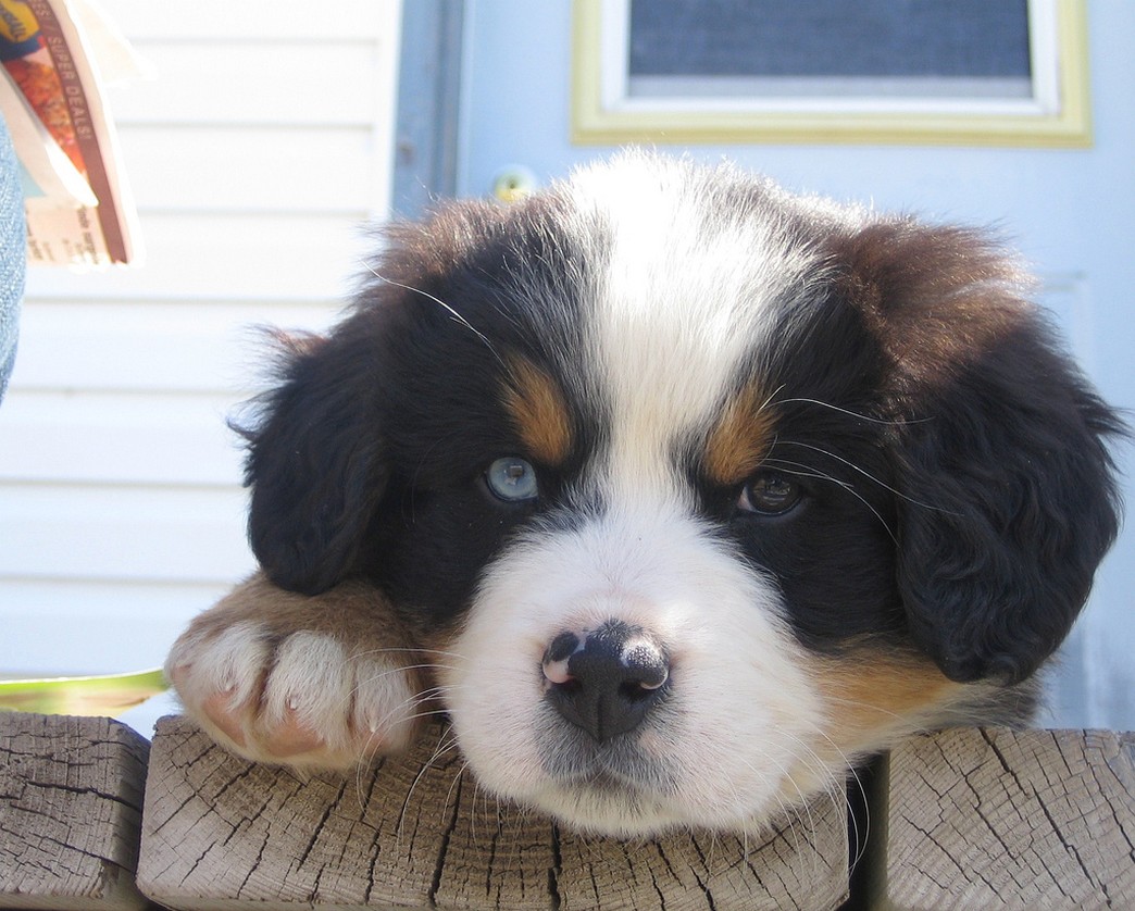 beautiful puppy picture of bernese moutain dog.jpg
