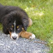 bernese moutain dog puppy in nature.jpg
