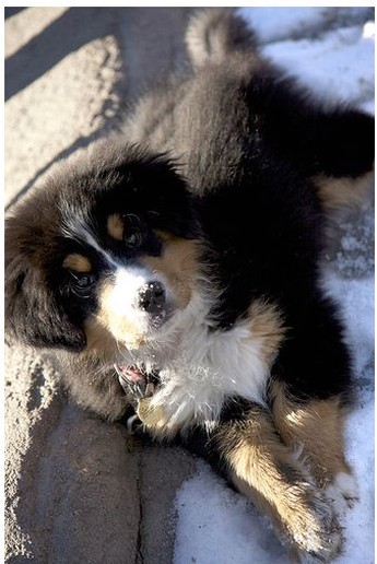 bernese dog in snow.jpg
