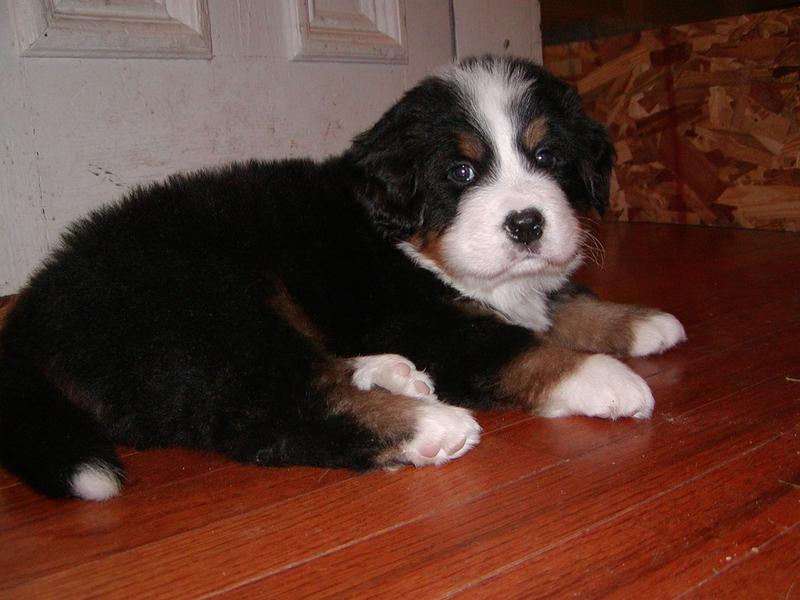 bernese moutain puppy.jpg
