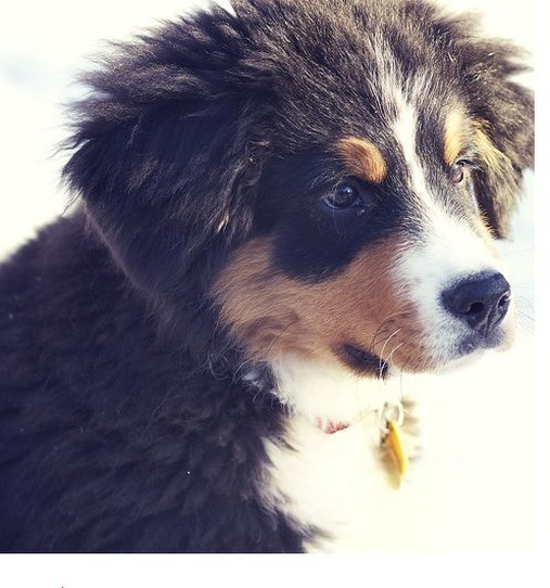 bernese moutain puppy in sun.jpg
