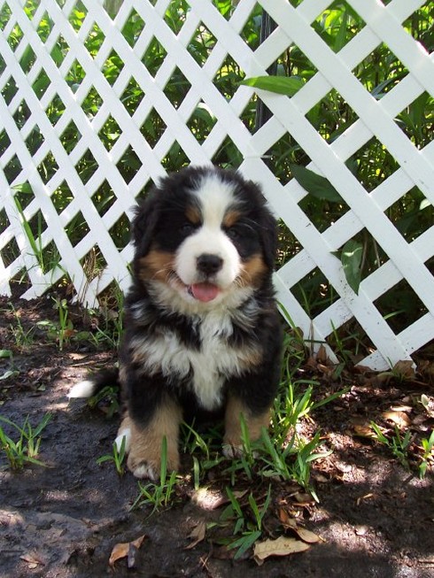 bernese moutain puppy in the back yard.jpg
