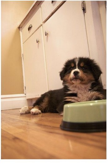 bernese moutain puppy in the kitchen.jpg
