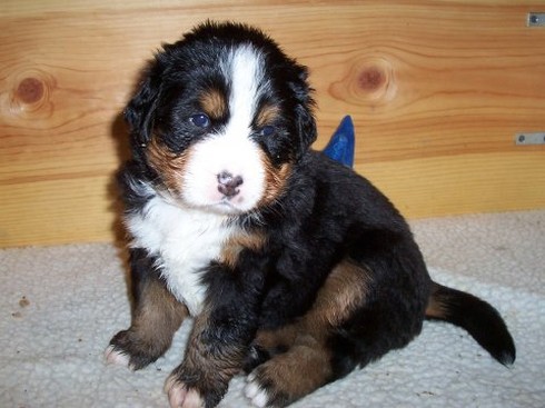 bernese moutain puppy looking cute.jpg
