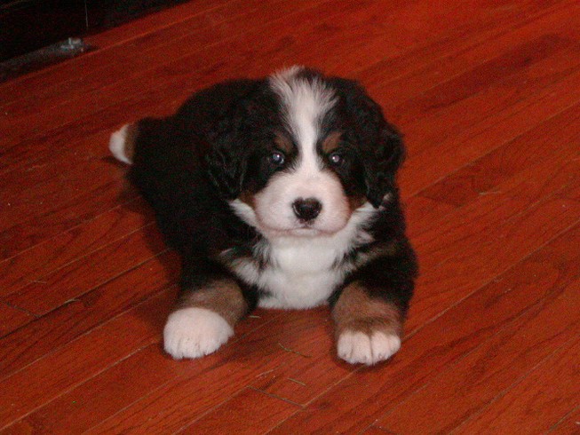 bernese moutain puppy on hard wood floor.jpg
