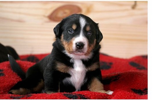 bernese moutain puppy portrait.jpg
