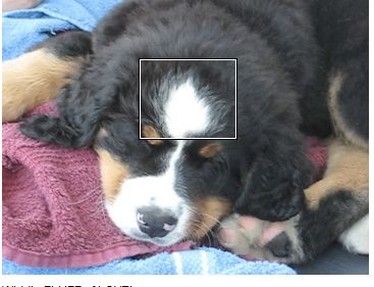 bernese moutain puppy taking a sun bath.jpg
