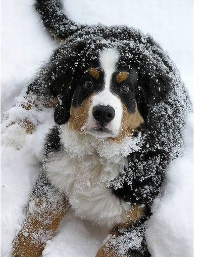 bernese puppy in snow.jpg
