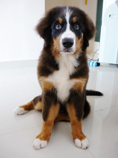 big funny looking bernese dog puppy.jpg
