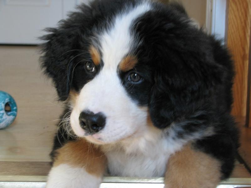 chubby bernese dog puppy.jpg
