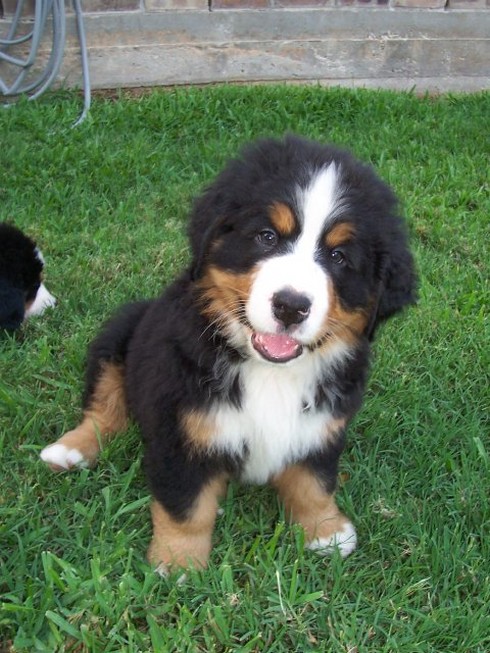 cute adorable puppy bernese moutain dog.jpg
