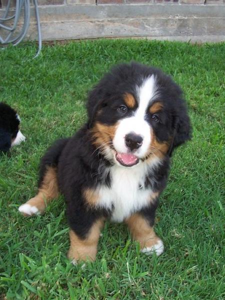 cute adorable puppy bernese moutain dog.jpg
