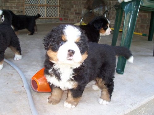 cute bernese dog pup.jpg
