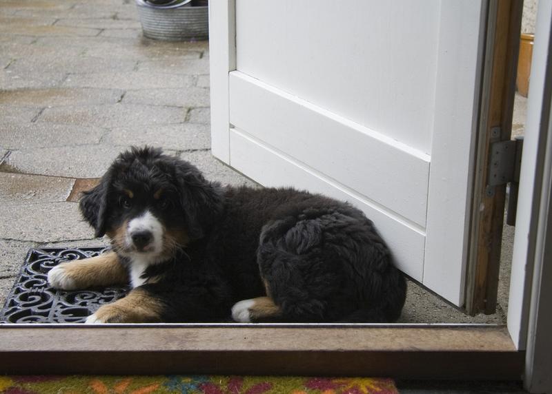 cute bernese dog pup picture.jpg
