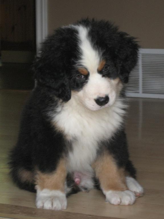 cute fury bernese dog pup.jpg
