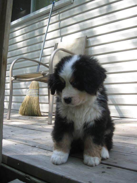 cute fury bernese pupp.jpg
