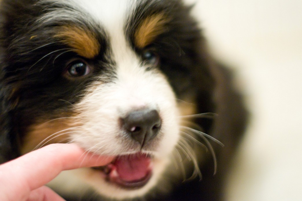 cute picture of bernese dog.jpg
