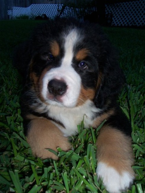 cute picture of bernese dog pup.jpg
