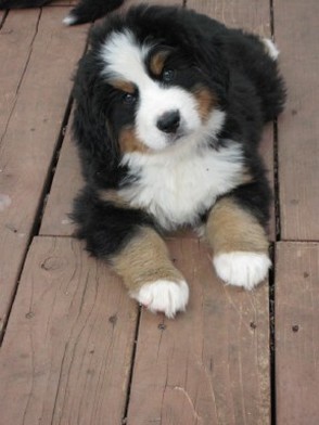 cute puppy bernese dog.jpg
