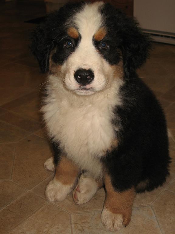 dog bernese moutian puppy.jpg
