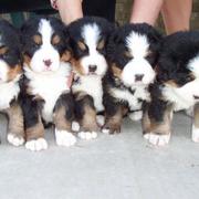 five cute bernese moutain puppies linening up.jpg
