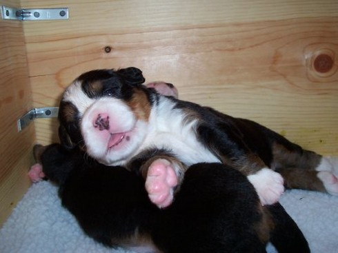 funny bernese moutain pup.jpg
