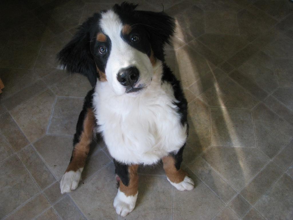 funny looking picture of bernese dog.jpg
