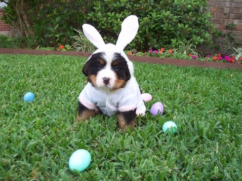 funny looking puppy bernese in custome rabbit.jpg
