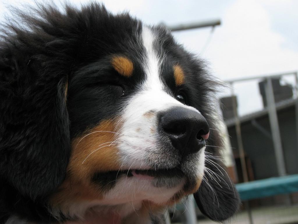 funny pic of berneses moutain.jpg
