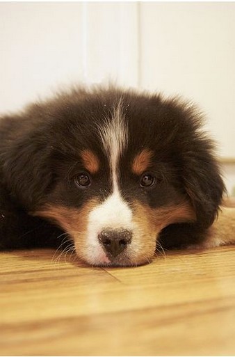 fury bernese dog puppy.jpg
