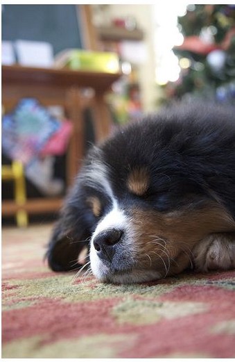 fury dog bernese moutain puppy.jpg
