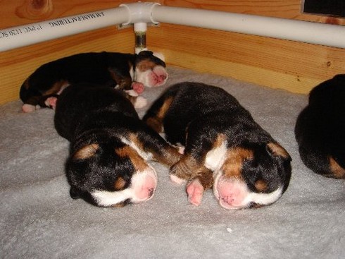 group of newborn bernese moutain puppies picture.jpg
