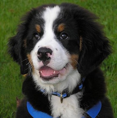 image of puppy bernese dog.jpg
