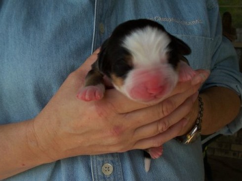 newborn bernese moutain puppy with a big pink nose.jpg
