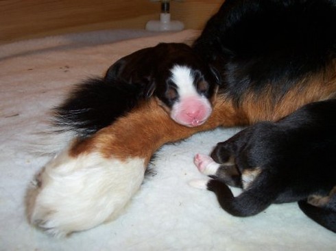 newborwn bernese moutain puppy.jpg
