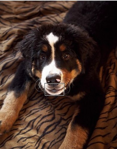 pic of bernese dog pup looking at the camera.jpg
