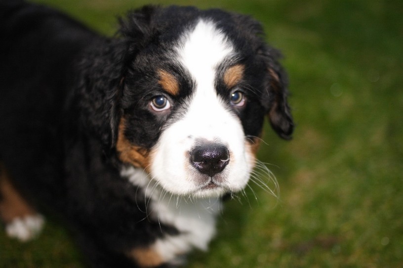 pics of bernese puppy.jpg
