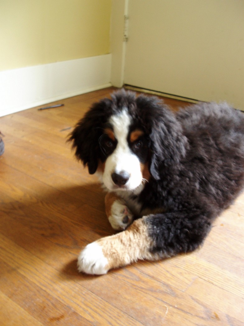 picture of bernese dog iamge.jpg
