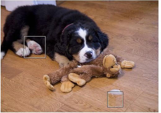 picture of bernese moutain pup.jpg
