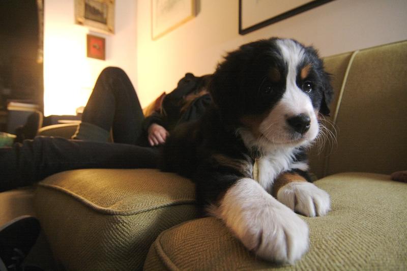 picture of bernese moutain pup relaxing on a coach.jpg
