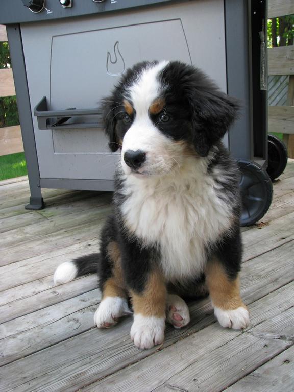 picture of bernese moutain puppy.jpg
