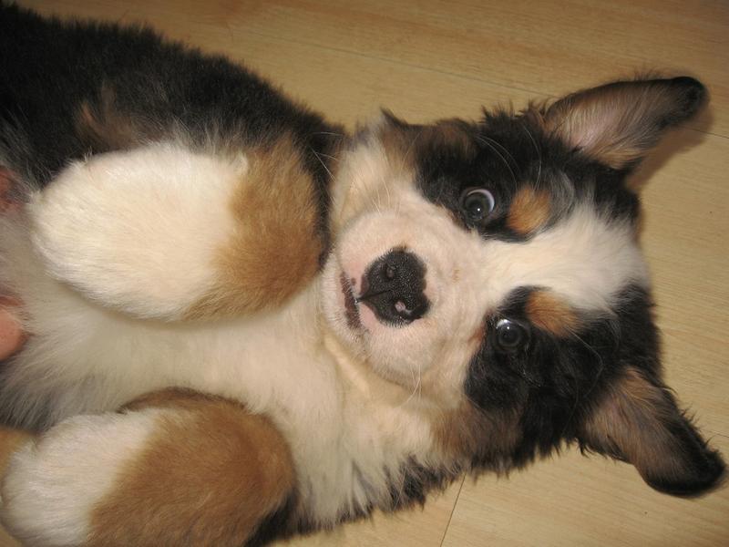 picture of funny looking bernese pup.jpg
