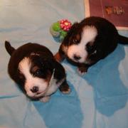 picture of two small bernese moutain puppy.jpg
