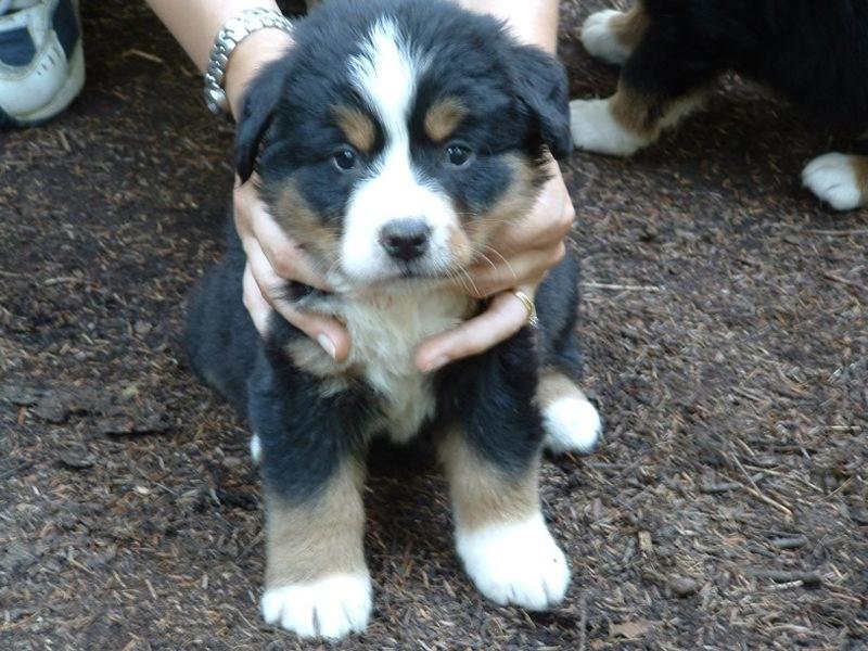 pretty and cute bernese moutain puppy.jpg
