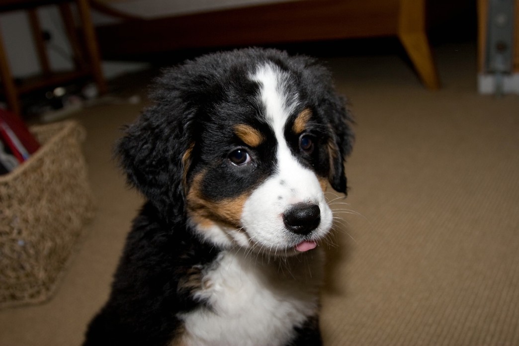 pretty bernese moutain picture.jpg
