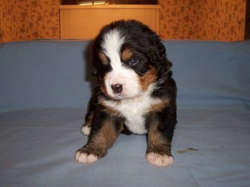 puppy bernese moutain.jpg
