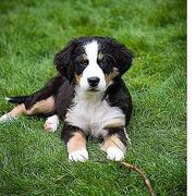 puppy bernese moutain on the grass.jpg
