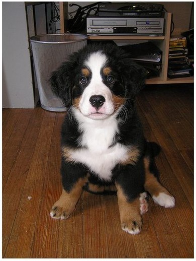 pupy bernese moutain.jpg
